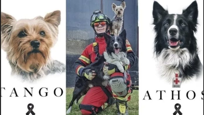 Inicia el primer juicio por maltrato animal para Athos y Tango