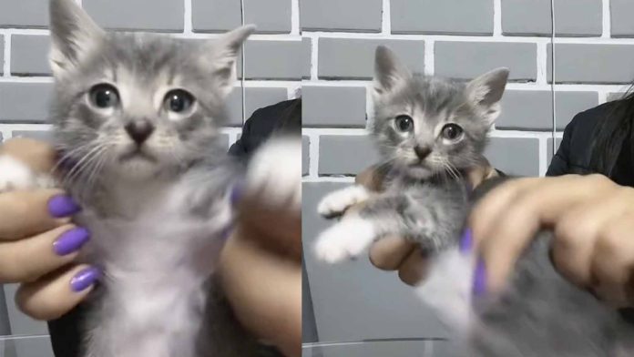 gatito