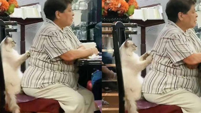 Gatito masajista