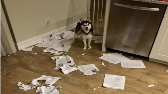 perrito tarea