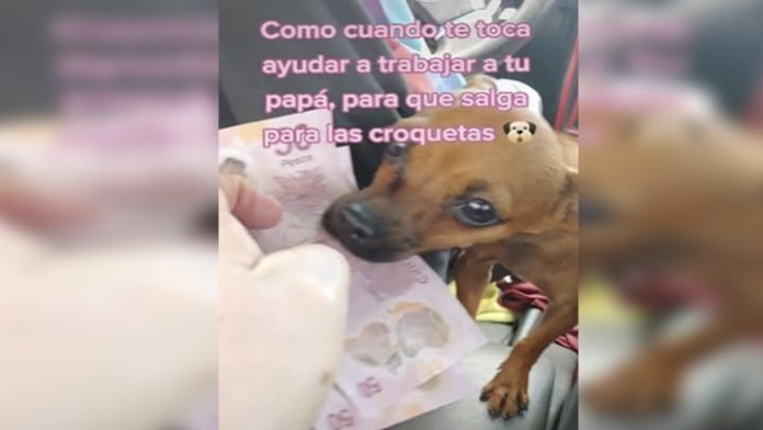 “Chiquis” la perrita que cobra en un taxi