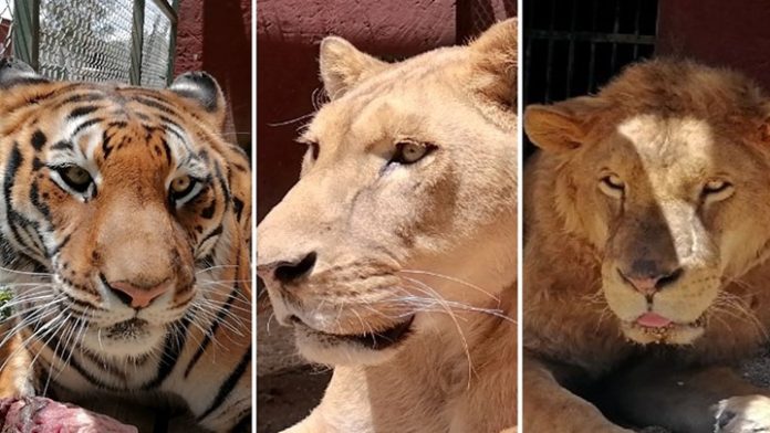 El león, la tigresa y las leonas, ya están más tranquilos en el zoo
