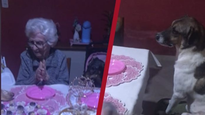 Abuela cumplió 89 años y lo festejo con sus 10 perros
