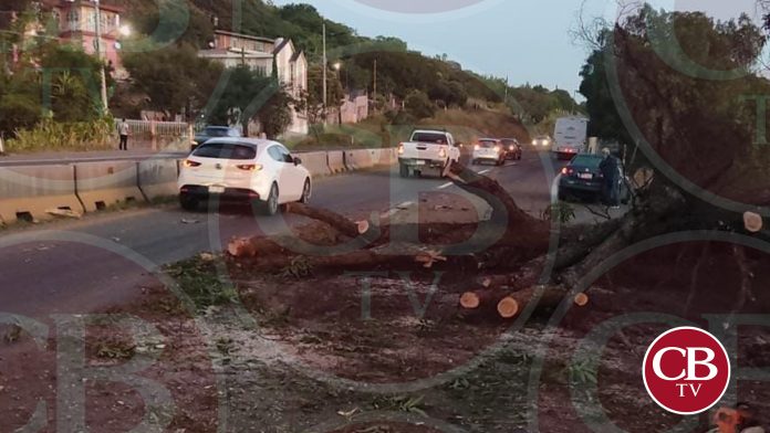 ¡Extreme precauciones! Cae árbol sobre la Morelia-Salamanca