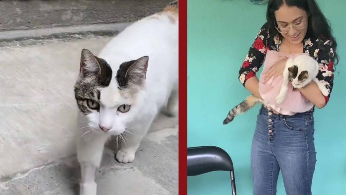 Celebran el cumpleaños de una gatita por sus 16 años
