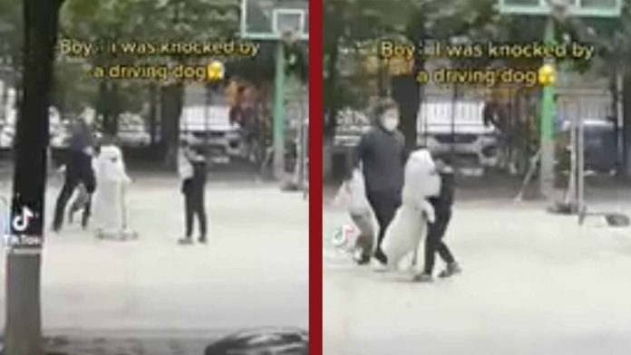 Perrito conducía scooter y atropella a un niño