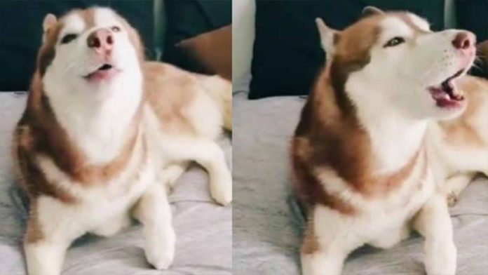 Perrito imita sonido de la alerta sísmica; “te amo perro simulacro”