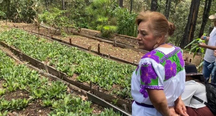 Madre y mezcalera; desde los 7 años practicando el arte del mezcal