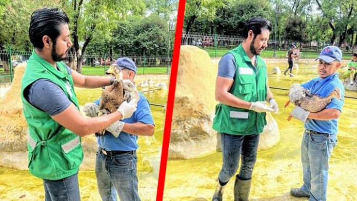 ¡Al agua! Hasta 12 horas para limpiar la fuente de los patos