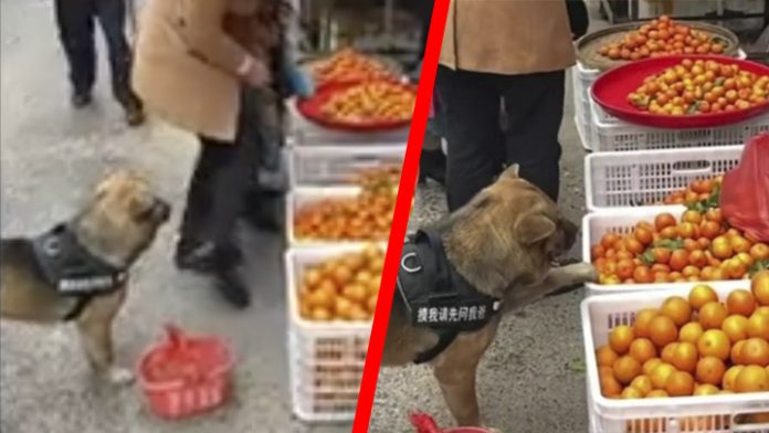 Perrito va al mercado para escoger sus propias frutas y verduras