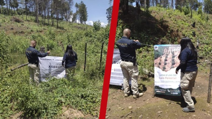 Asegura FGE predio relacionado en delitos Contra el Ambiente
