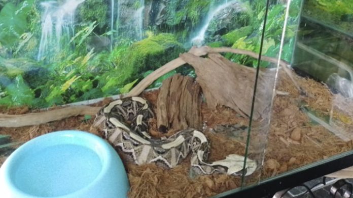 Conoce a la serpiente más venenosa del mundo, está en Morelia