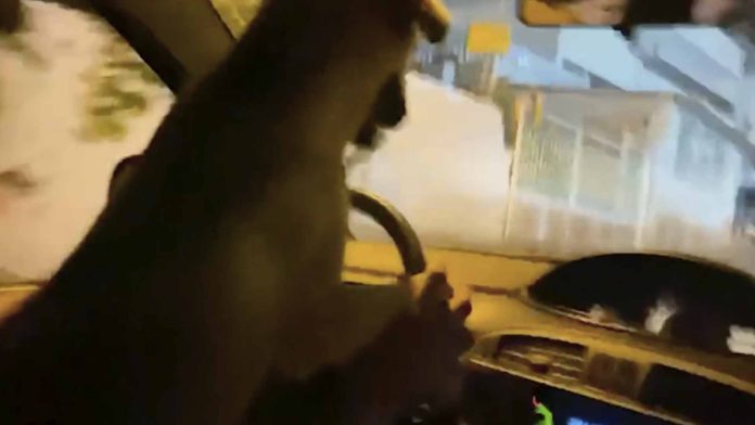 Hombre pone a su perrito a conducir su auto y lo arrestan