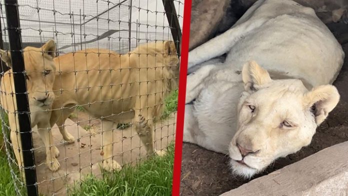 Crueldad animal! Se exige la detención del dueño del Black Jaguar-White Tiger