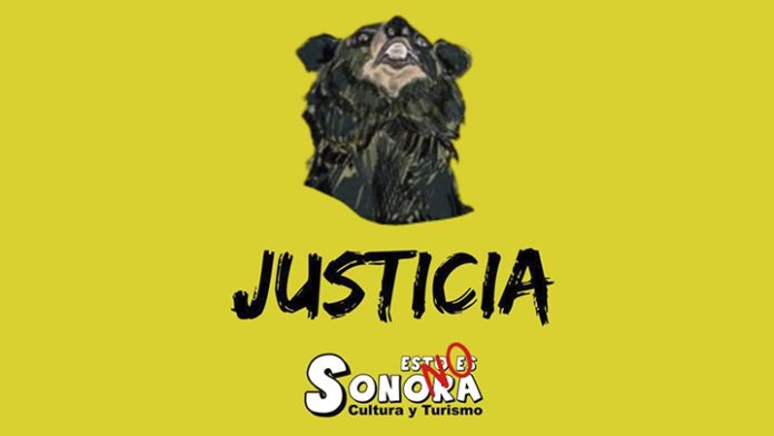 Exigen justicia por oso muerto a balazos de Sonora
