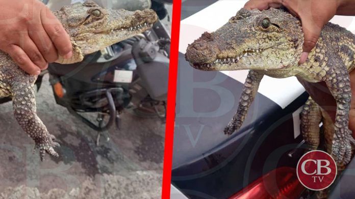 Salió a pasear a su “cocodrilo” a las calles de Morelia y lo detiene la poli