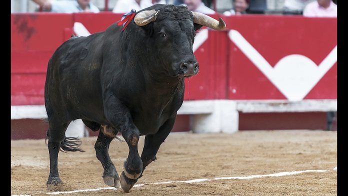 Toro moribundo mata al carnicero que lo iba a rematar