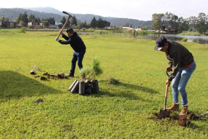 Con 150 árboles se reforesta la segunda etapa de nuevo bosque en Morelia