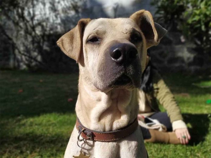 Goli, perrito que superó el cáncer y el maltrato