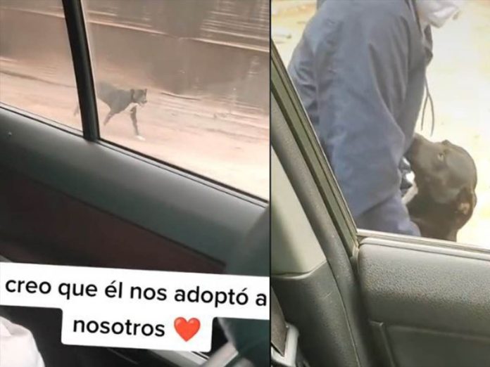 VIDEO: Perrito persigue a jóvenes para que lo adopten; se hace viral