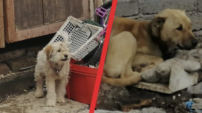 Perritos amarrados tienen que soportar lluvia y sol en Morelia