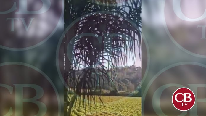 Reportan enfrentamiento armado en Uruapan