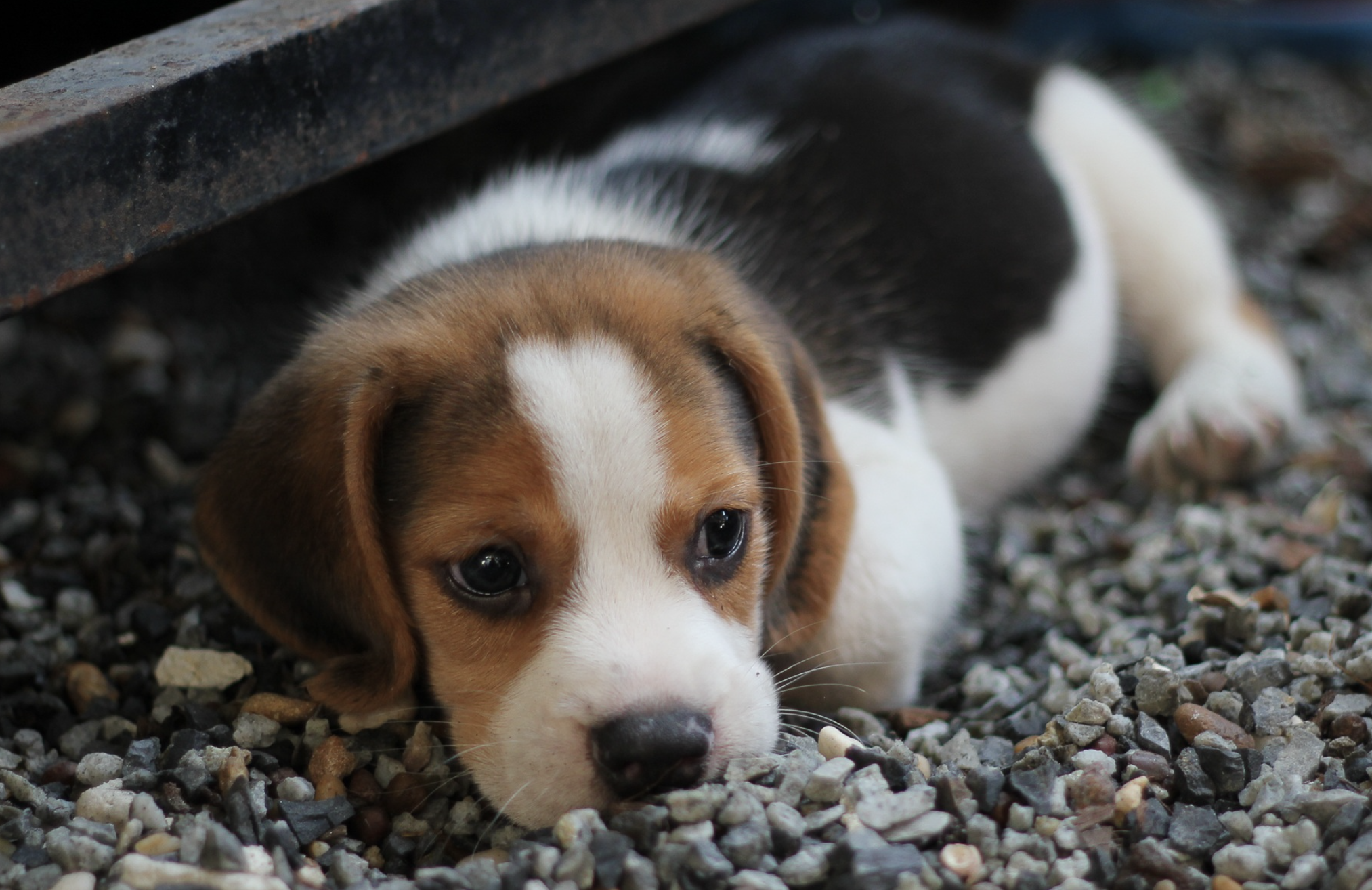 Cachorro-beagle