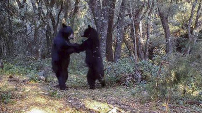 Dos osos fueron captados bailando en sierra de Coahuila