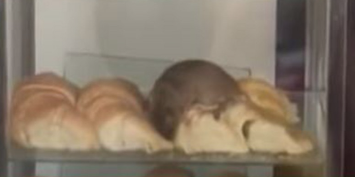 Video: Joven capta enorme rata en panadería