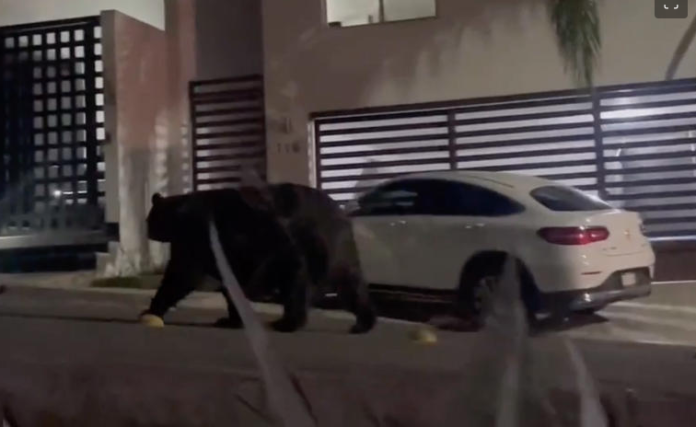 Video: Un oso enorme sorprende a vecinos deambulando en las calles