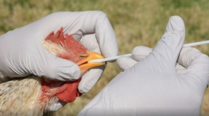 Primer caso de gripe aviar H5N1 en Mexico