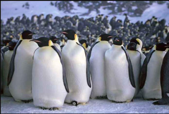 Pingüino emperador en peligro de extinción