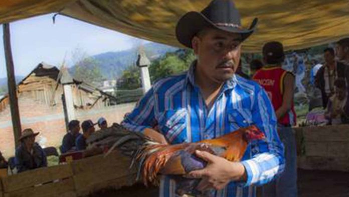 Alemanes demandan a su vecino porque su gallo canta más de 100 veces al día