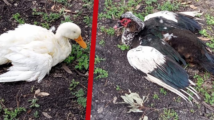 VIDEO: ¡Muerte por carritos de golf! Denuncian maltrato animal en el club campestre Erandeni