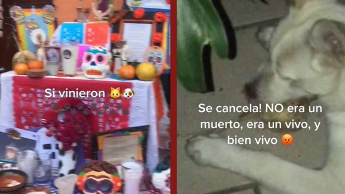 VIDEO: Pensaron que sus mascotas fallecidas los habían visitado pero fue su perrito quien se comió la ofrenda