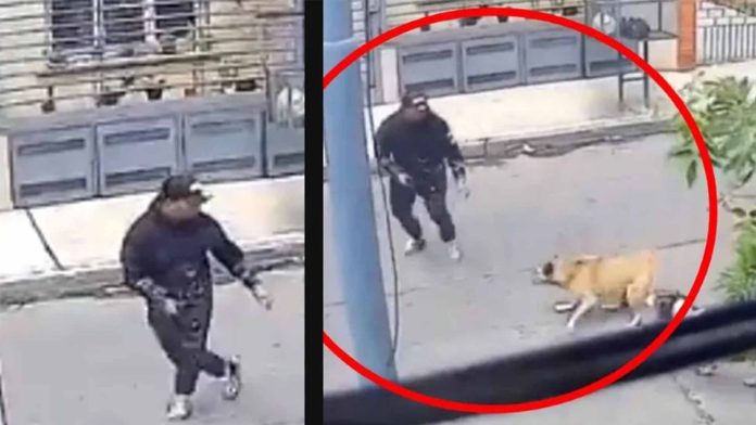 Perritas callejeras salvan a un hombre de un asalto