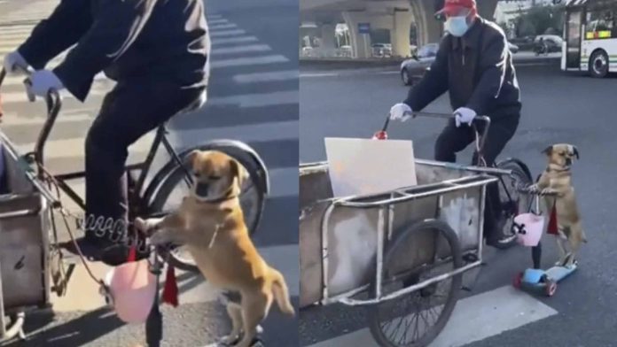 Perrito ayuda a su dueño a vender tamales a bordo de un scooter