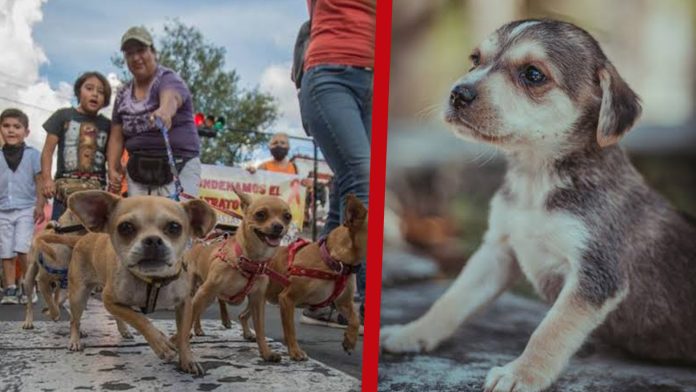 Primer Festival Regional de Protección Animal en Michoacán