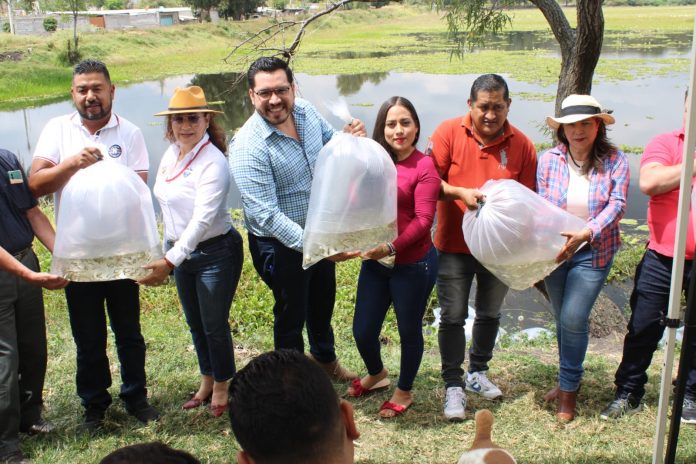 Siembra Gobierno de Tarímbaro 10 mil alevines de carpa en laguna de Santa María