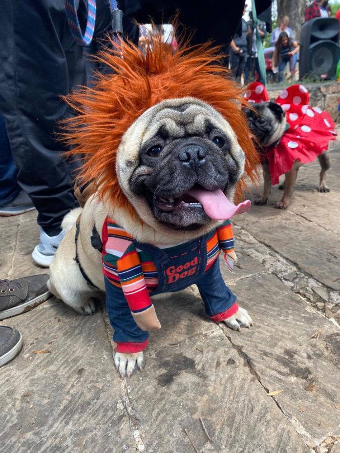 ¡No te lo pierdas! Lleva a tu mascota a la 