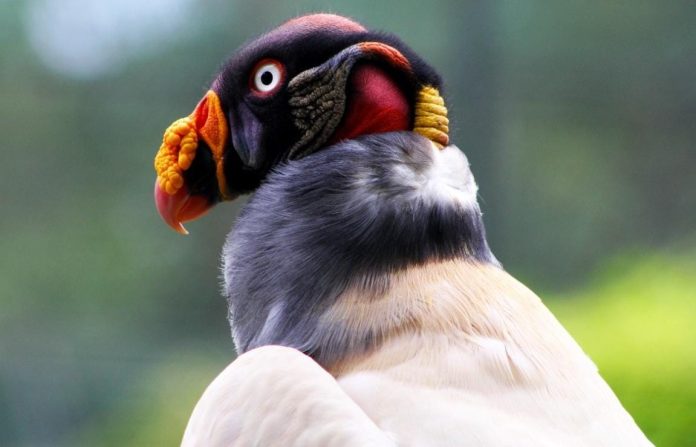 Zopilote rey, ave en peligro de extinción, se encuentra en el Zoológico de Morelia