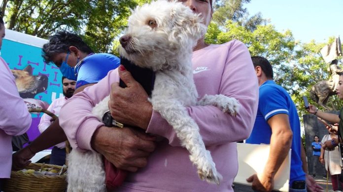 Habrá jornada de esterilización canina y felina gratuita en Morelia
