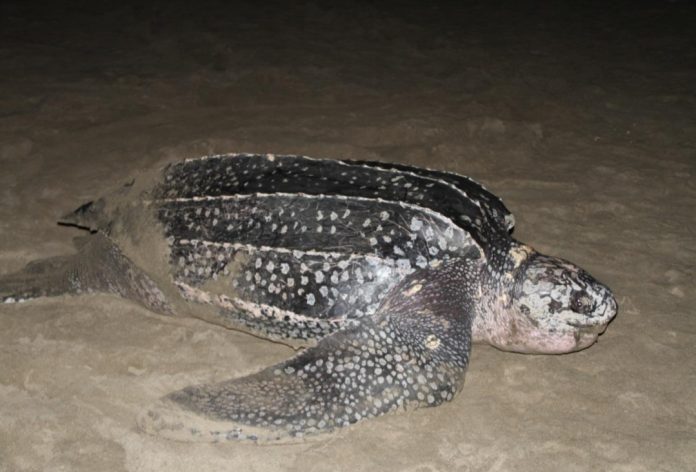 Ya se prepara la Expo Tortuga Marina con el lema “Conciencia de todos”