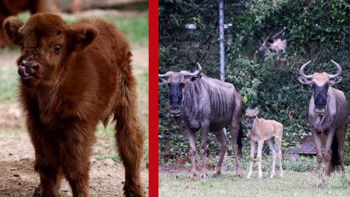 ¿Ya los conoces? Un ñu y un búfalo son los nuevos nacimientos del Zoo de Morelia