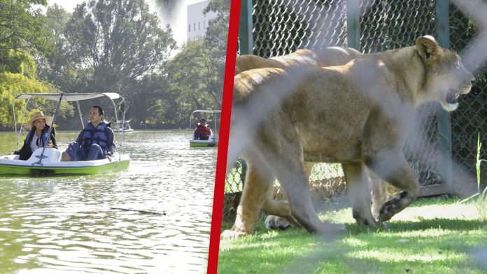 Zoológico de Morelia tendrá paseo en lanchas, mercadillo y presentaciones culturales
