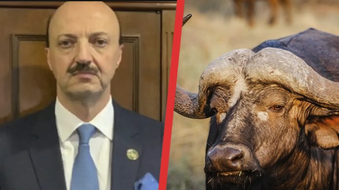 Cazador mexicano muere embestido por un búfalo