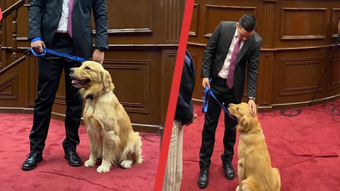 Para evitar sacrificarlos; Ernesto Nuñez lanza incitativa para adiestrar a perritos en situación de calle
