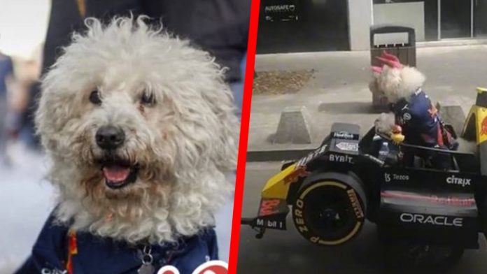 perrito checo
