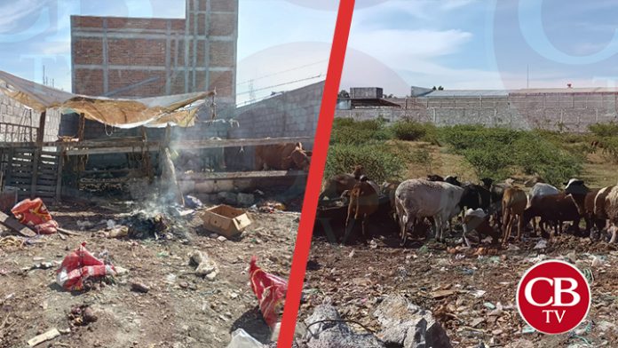 ¡No entienden! Mantienen a becerros y chivos entre excremento, basura y escombro