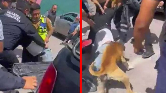 Perro le entra a un intento de linchamiento